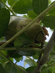 Pelidnota prasina