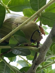Pelidnota prasina