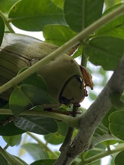 Pelidnota prasina