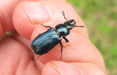 Platycerus caprea