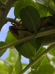 Pelidnota prasina