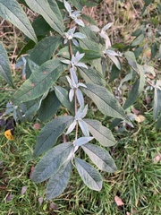Buddleja davidii