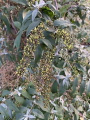 Buddleja davidii
