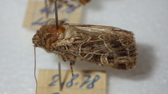 Sideridis reticulata