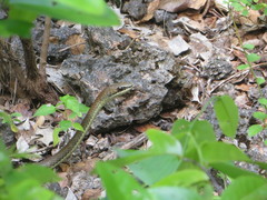 Psammophis orientalis