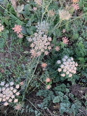 Pimpinella saxifraga