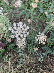 Pimpinella saxifraga