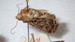 Sideridis reticulata