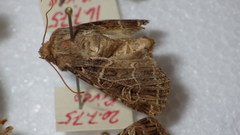 Sideridis reticulata