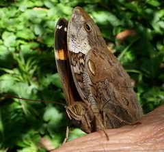 Opsiphanes invirae