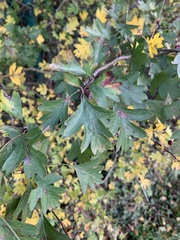 Crataegus monogyna
