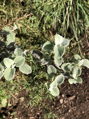 Helichrysum petiolare