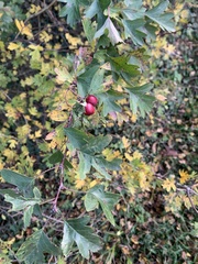 Crataegus monogyna