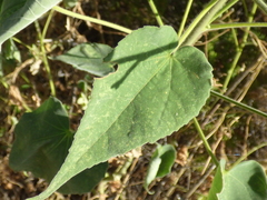 Anoda abutiloides
