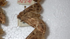 Sideridis reticulata