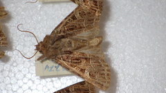 Sideridis reticulata