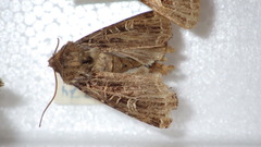 Sideridis reticulata
