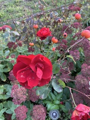 Rosa
