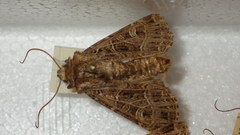 Sideridis reticulata