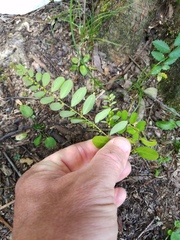 Phyllanthus caroliniensis