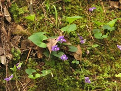 Viola langloisii