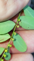 Phyllanthus caroliniensis