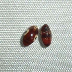 Chelonarium ornatum