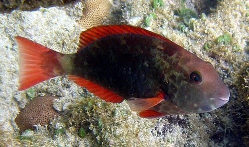Agassiz's parrotfish (Sparisoma frondosum) — Scaridae — 5