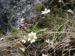 Callianthemum sajanense