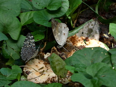 Hamadryas feronia