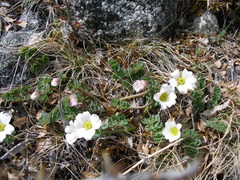 Callianthemum sajanense