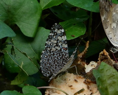 Hamadryas feronia