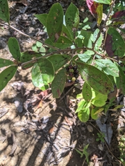 Antidesma sootepense