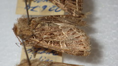 Sideridis reticulata