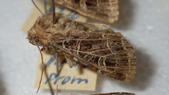 Sideridis reticulata