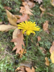 Picris hieracioides hieracioides