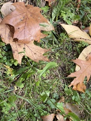 Picris hieracioides hieracioides