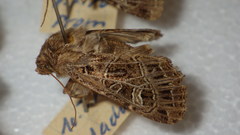 Sideridis reticulata