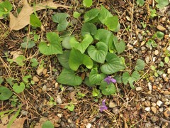 Viola langloisii