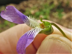 Viola langloisii