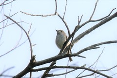 Muscicapa dauurica