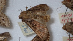 Sideridis reticulata
