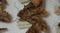 Sideridis reticulata