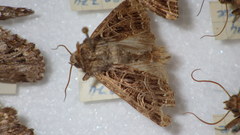 Sideridis reticulata