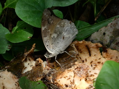 Archaeoprepona demophon