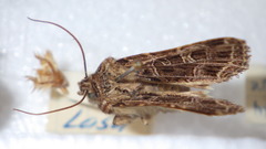 Sideridis reticulata