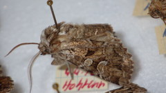 Pachetra sagittigera