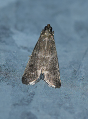 Eccopisa effractella