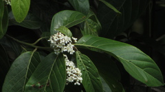 Nectandra