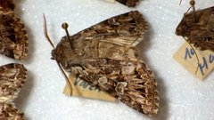 Pachetra sagittigera